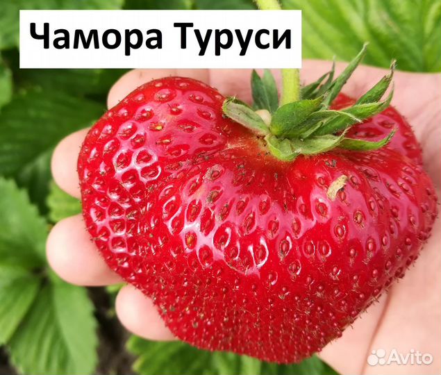 Рассада клубники