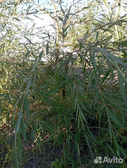 Саженцы и вы и каштана