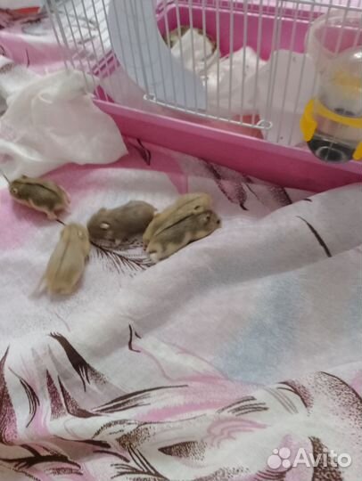 Хомячки джунгарики