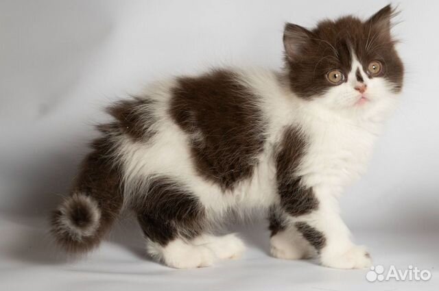 Шотландский шоколадный котенок объявление продам