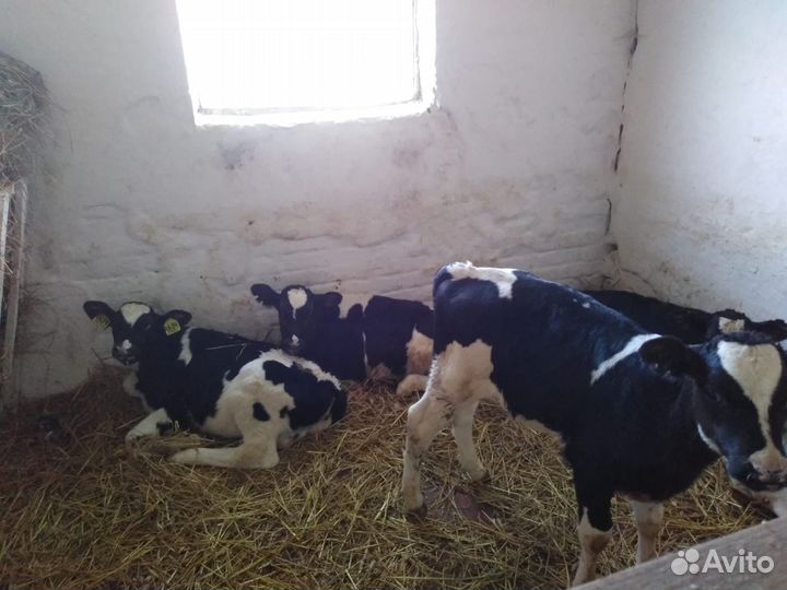 Телята мясной породы бычки