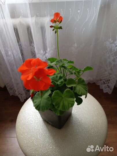 Пеларгония зональная