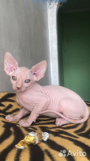 Канадский сфинкс котенок документами