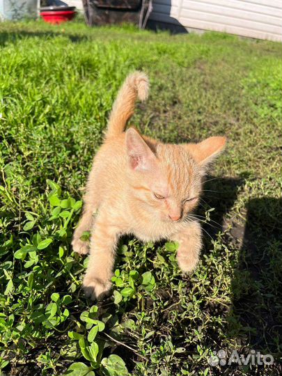 Котёнок 1,5 месяца
