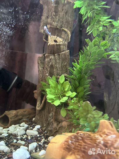 Аквариум