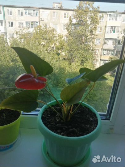 Комнатные цветы антуриум