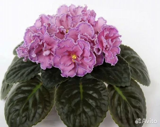 Сортовые фиалки