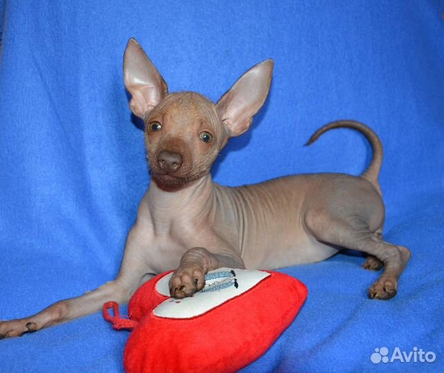 Мексиканская голая собака(ксоло мини) щенки