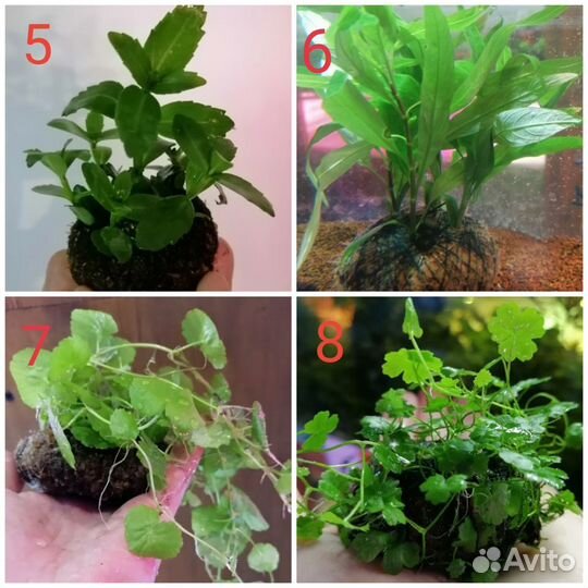 Аквариумные растения на кочке, вабикуса