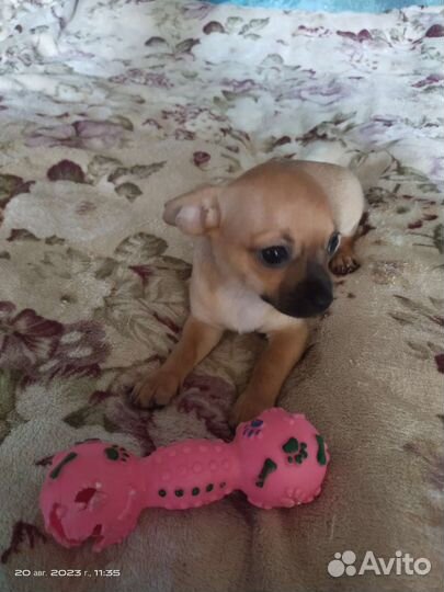 Малыши Чихуахуа