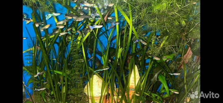 Аквариумные гуппи,временно мальки-10р