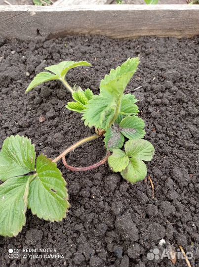 Рассада клубники Гигантелла