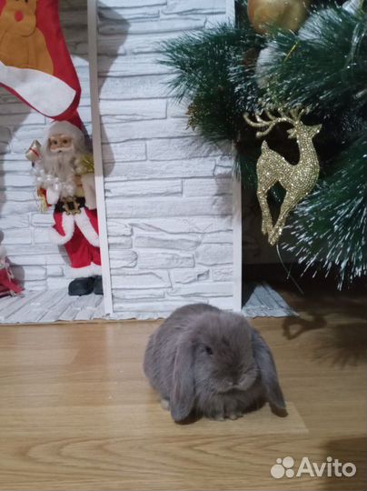 Декоративный кролик минилоп