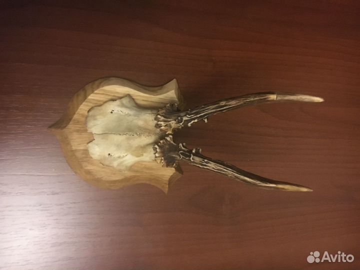 Продаются рога косули на медальоне
