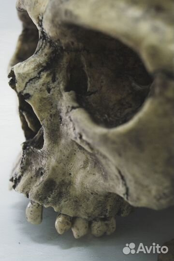 Человеческий череп из пластика