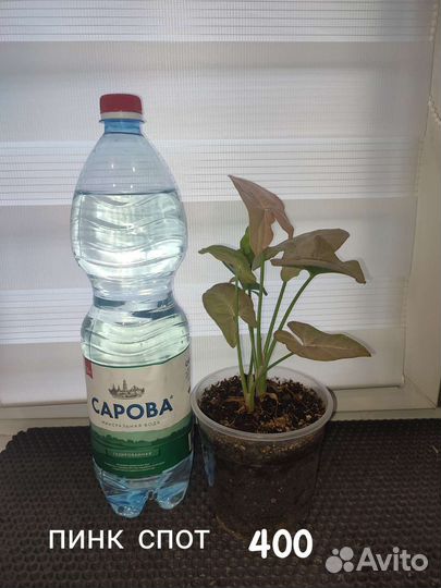 Диффенбахия, сингониум, аглаонема