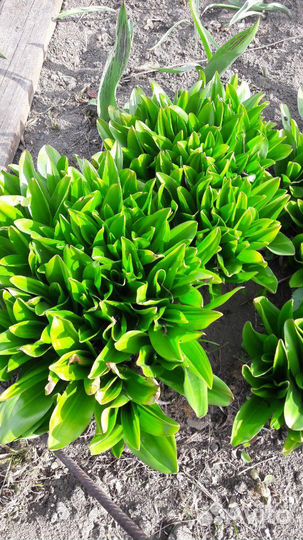 Безвременник, крокус осенний