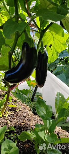 Овощи с грядки