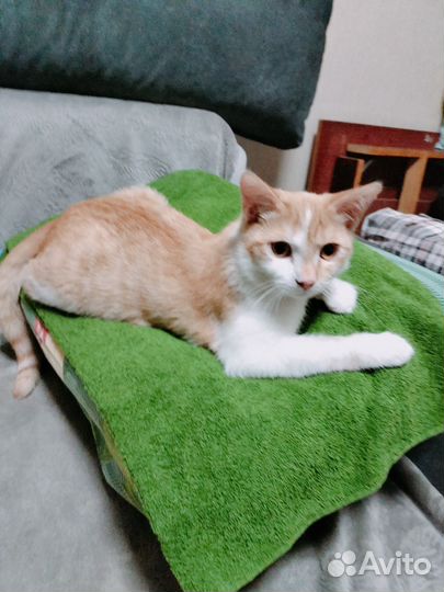 Котики бесплатно в добрые руки