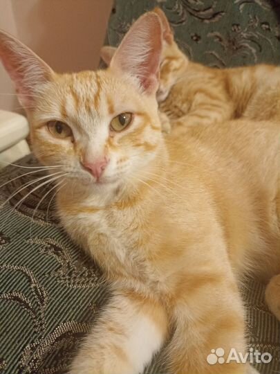 Кошка в дар