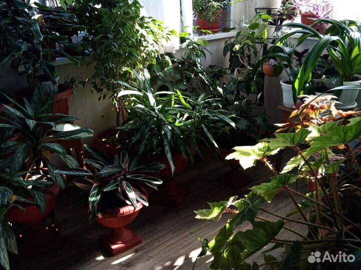 Детки домашних растений