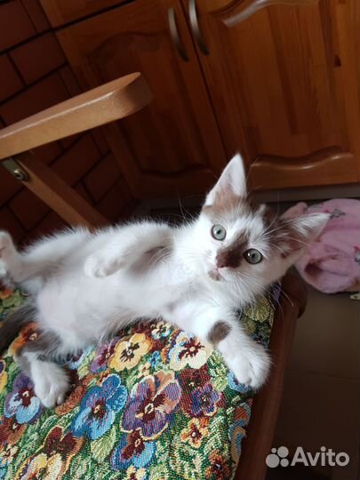 Котенок девочка