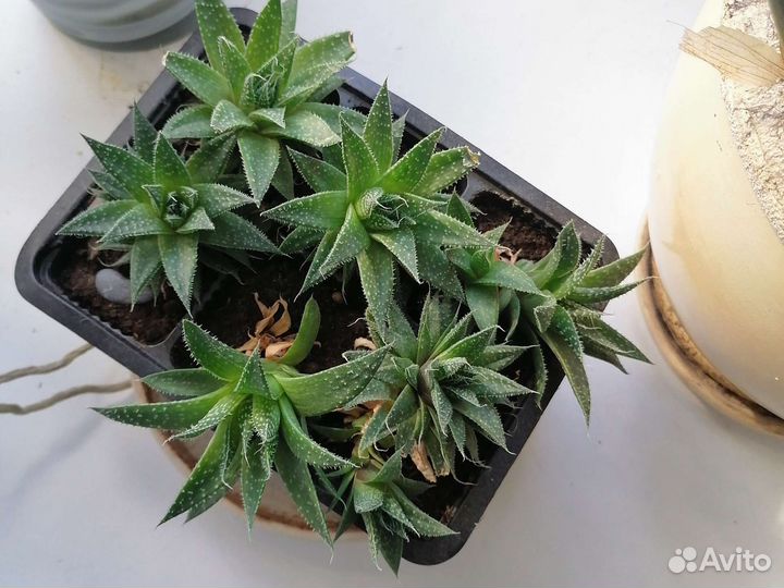 Кактусы и суккуленты