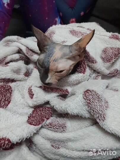 Донской сфинкс