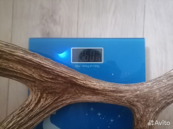 Продам рога лося