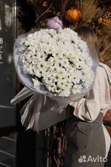 Хризантема букет гигант