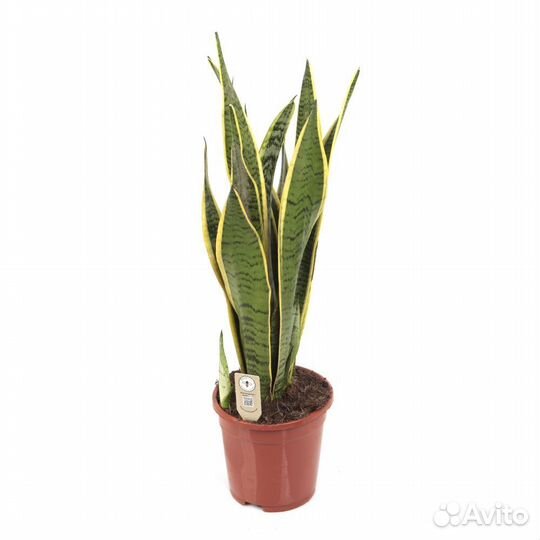 Неприхотливые растения