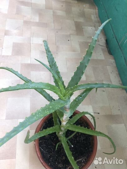 Алоэ столетник взрослое