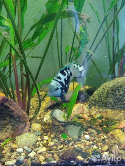 Аквариумные рыбки