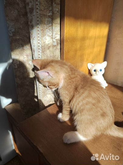 Кошка в дар