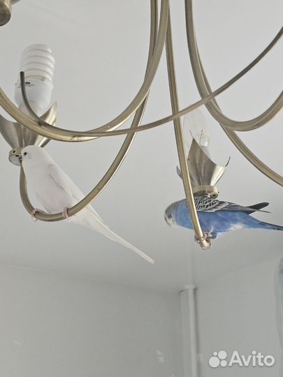 Волнистый попугай с клеткой