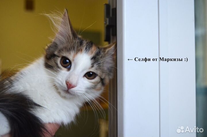 Котенок невероятная девочка