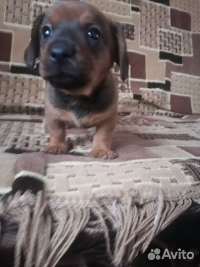 Щенки таксы помесь