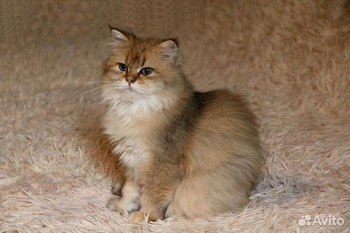 Британские длинношерстные котята