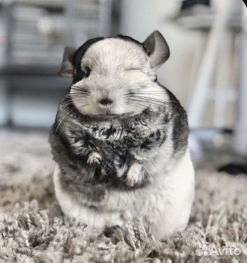 Шикарные шиншиллы - прекрасный домашний друг