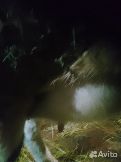 Корова первотелка с теленком