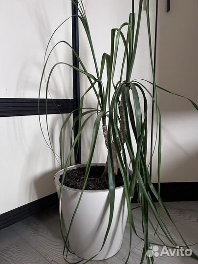 Пальма бокарнея (нолина штамбовая)