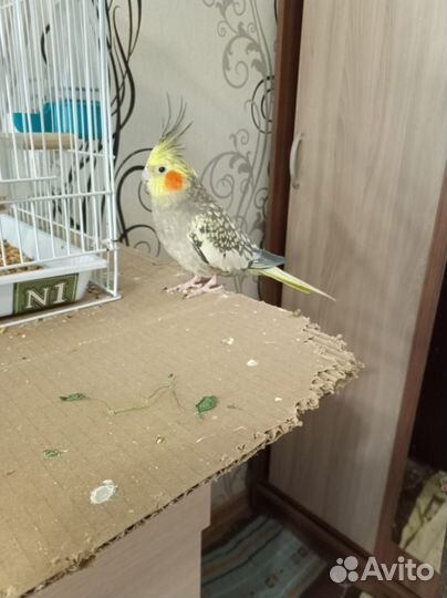 Попугай корелла пара