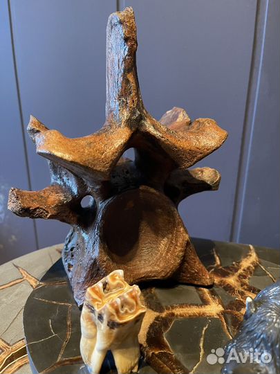 Палеонтология. Шертистый. rhinoceros