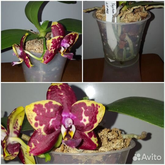 Орхидея Фаленопсис