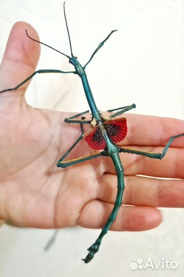 Мадагаскарский палочник яйца