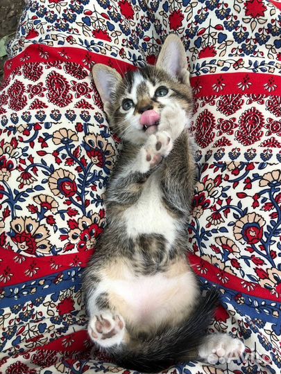 Котята мальчик и девочка в добрые руки