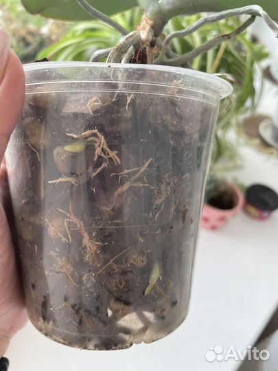 Орхидея фаленопсис