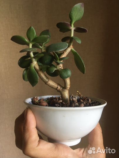 Красула толстянка бонсай