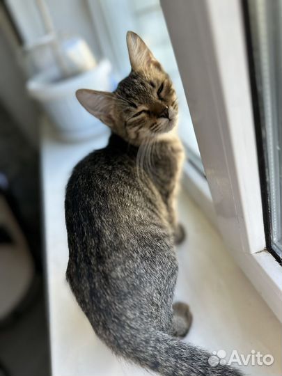 Котенок Кошка девочка