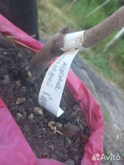 Саженцы хурмы, 3 года, инжирная/шоколад.королёк